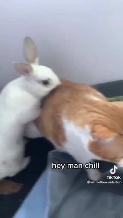 Not the proper bunbun welcome