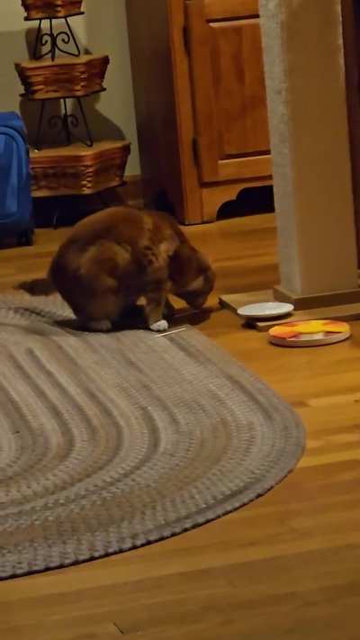 Kitty post 6