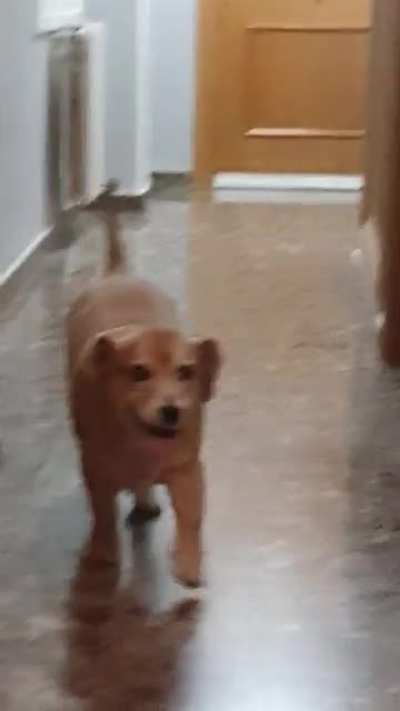 My broder wipes his dog's asshole every time they come back from a walk