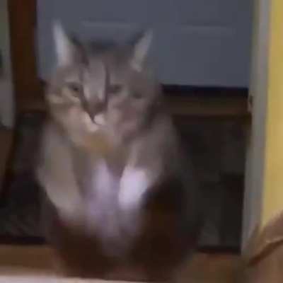 featuring a bonus chonky boy