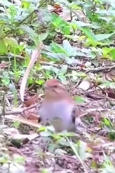 passarinho lagado