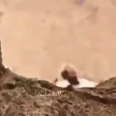 Arabian Newton