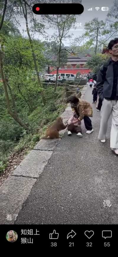 Mom of the year let’s kid pet a wild monkey.
