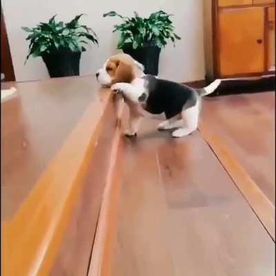 Big Steps &amp;amp; Small Dog = adorable stuff..