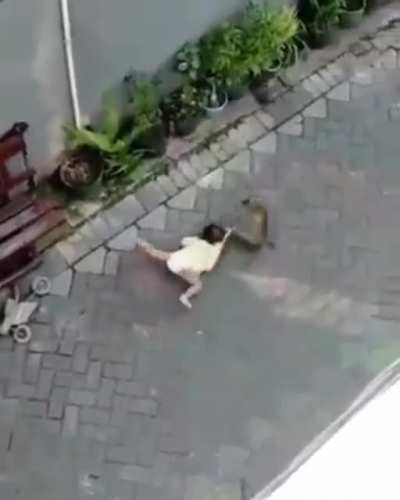 I- I don&rsquo;t even know it&rsquo;s a monkey stealing a child