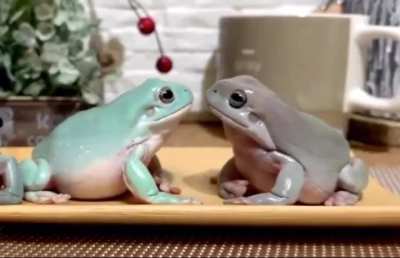 A staring contest