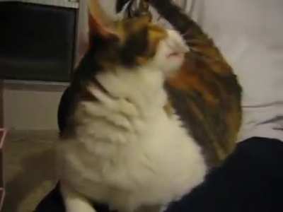 Spanking the cat
