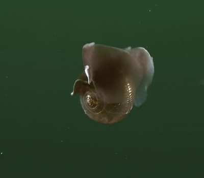 Sea Butterflies are otherworldly fairies