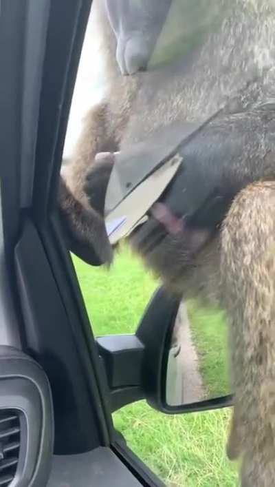Cursed_dick