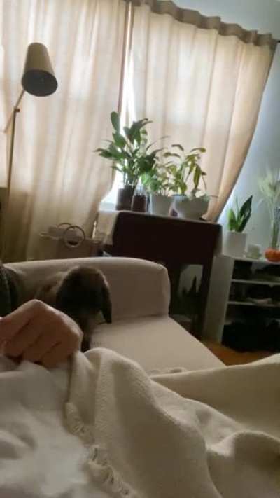 Peanut Chunk&rsquo;s morning zooms on mama 🥰