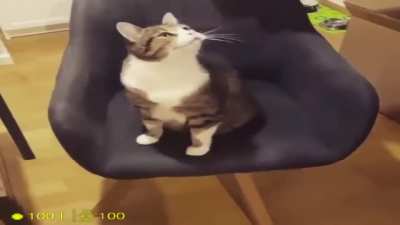 Gato girando