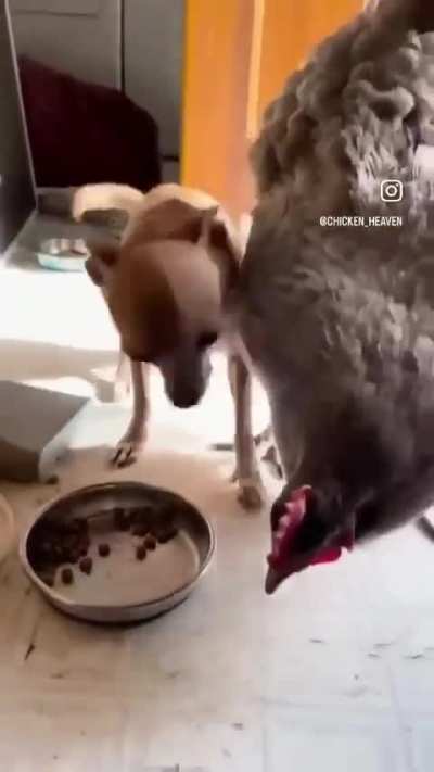 Os dois n&atilde;o tem nem tamanho pra brigar