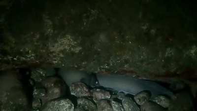 Не очень хорошее видео получилось, во всех планах, но просто не могу не поделиться)