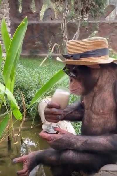 Blursed Joe Rogan