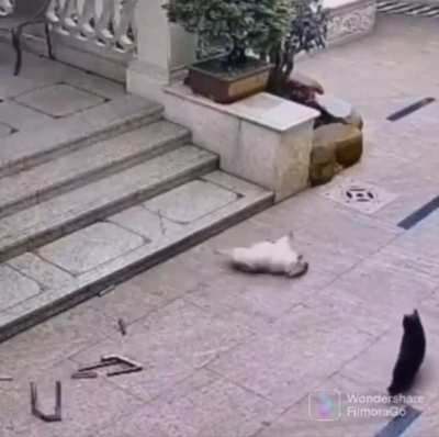 teLeKInetIc cAt sLaYs DoG jUST By staRiNG AT It