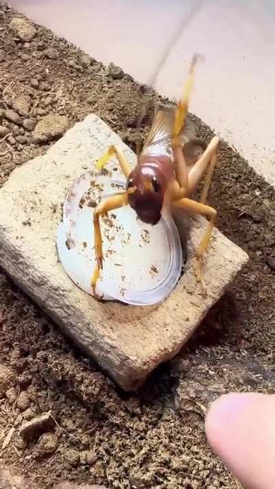 territorial bugkus