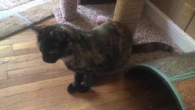 The wiggle before the zoom