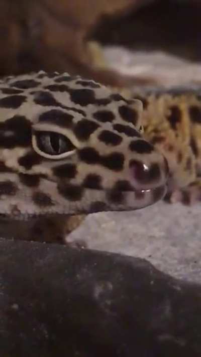 y a w n . . . mlem