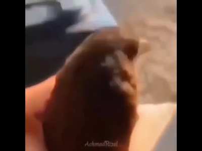 holy shit is this the hip new game Angry Birders?