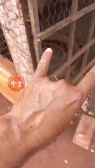 🐓 🤟