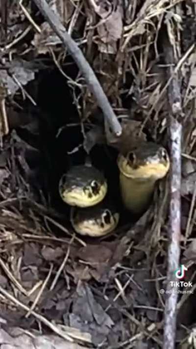 Snakes