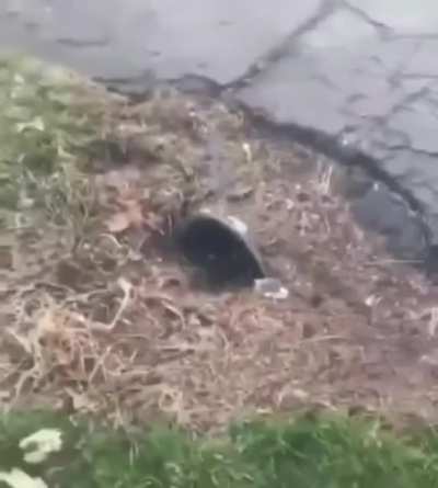 Here puss puss!