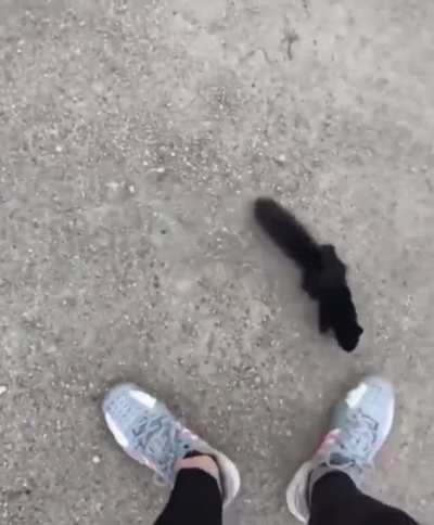 The squeak n yeet