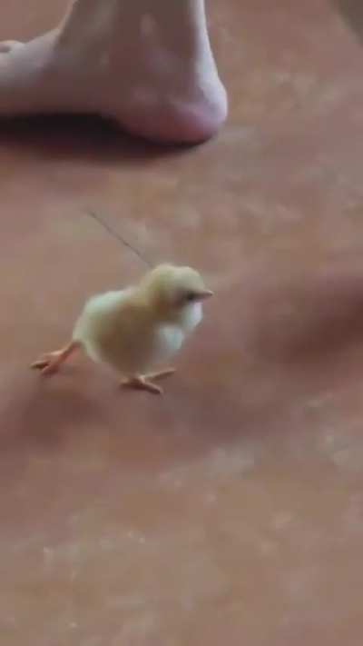 Chick: 