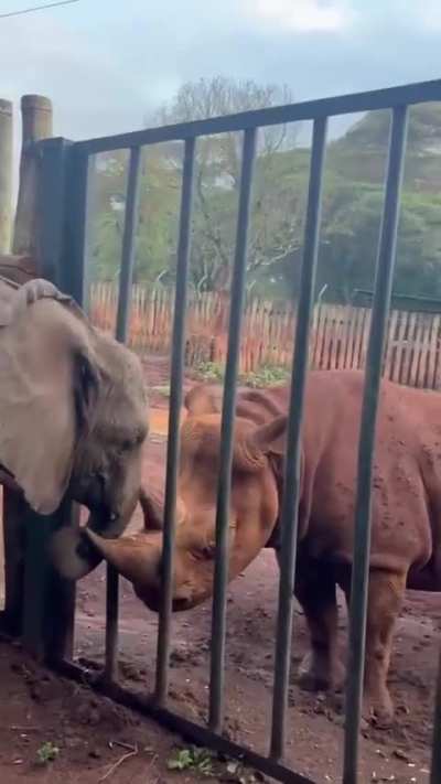 Rhinoceros 🦏 and elephant 🐘 calf
