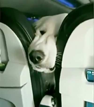 "Henlo fren. I also enjoy snackums."