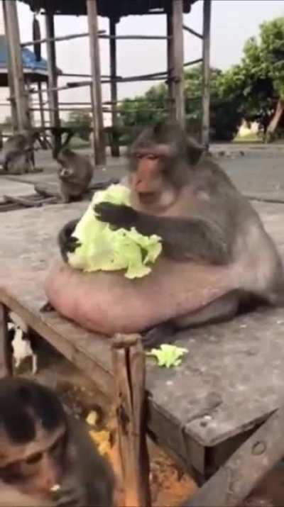 Mono