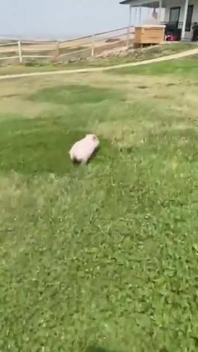 Fast foood