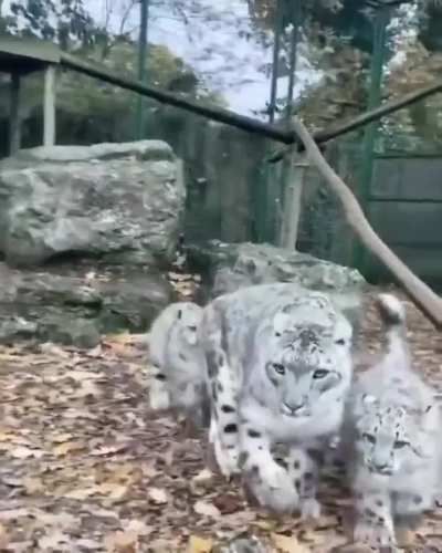 Mama snow leopard and her babies..🐆🐾😅