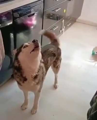 Typical Husky