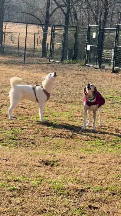 Christmas howlies 