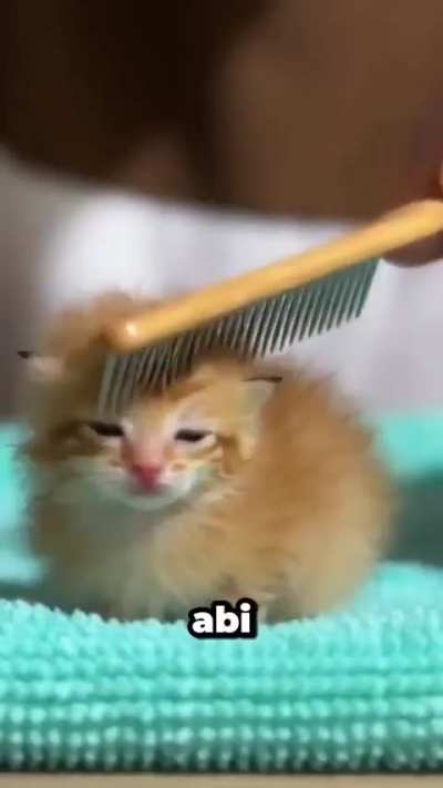 Is this ai? If not then where is the cat and what does it eat because i wanna make it not be malnourished