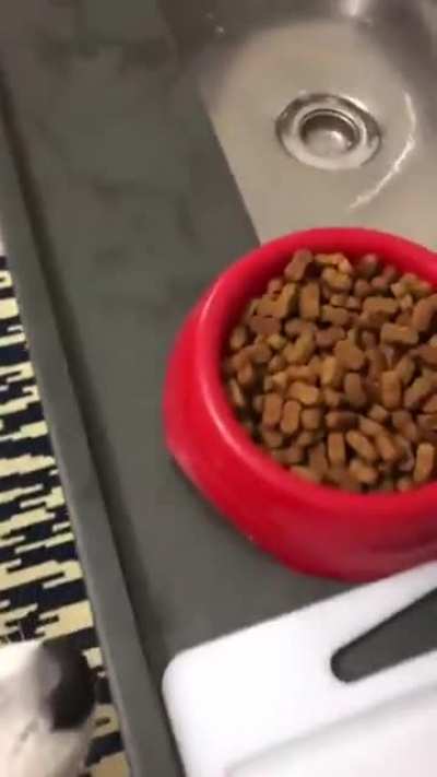Doggo only eats his food if it's prepped like his owner's meal