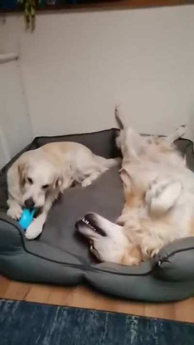Peak levels of derpiness