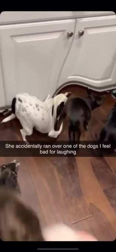 Btw the dog is fine, she just gets spooked very easily