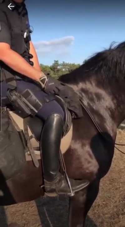 What a beautiful horse, can i touch the leg?