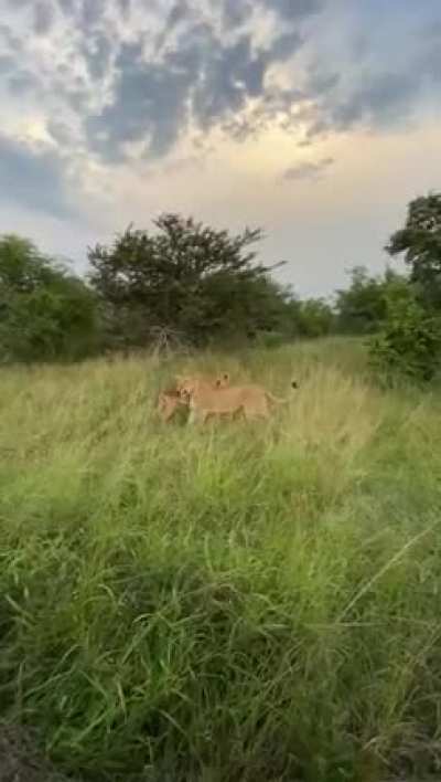 Insane take down in Kruger