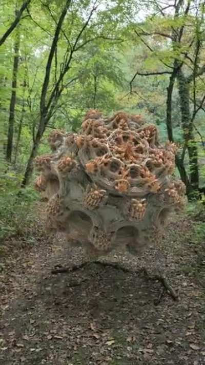 Another multi-dimensional object in the wild