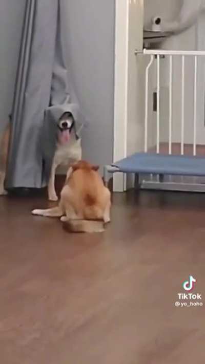 hide and seek