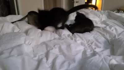 New cat owner, just trying to see if they are playing or fighting.