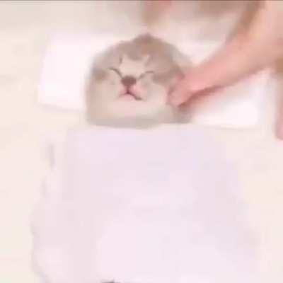 the cat