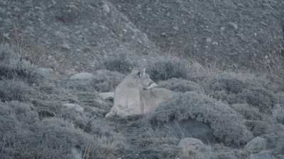Female puma calling for a mate