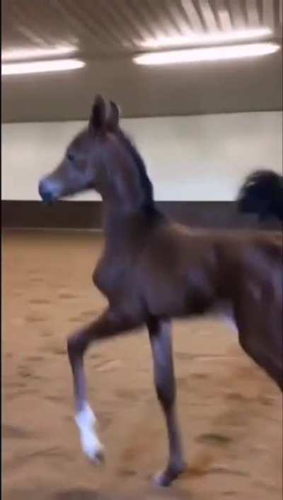 Little Gallops xD