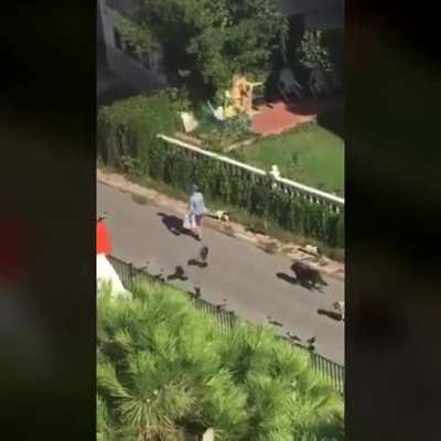 Group of animals following a person