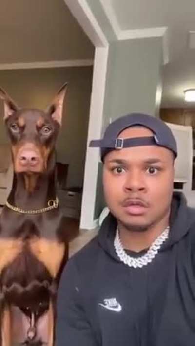 Dog be like: not today bruh