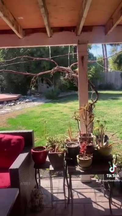 My husky saw something I didn’t… (and no one was hurt)